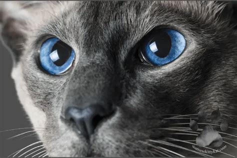 Siamese Cat Eye Problems Symptoms And Solutions