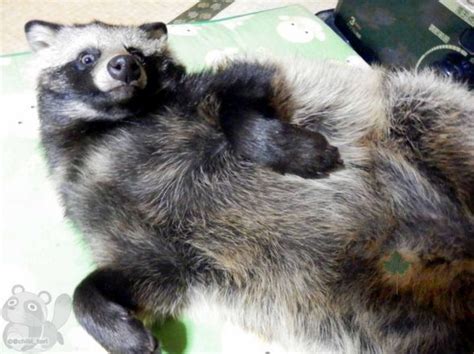 The Tanuki Is An Adorable Giant Testicled Raccoon Dog And Its Also