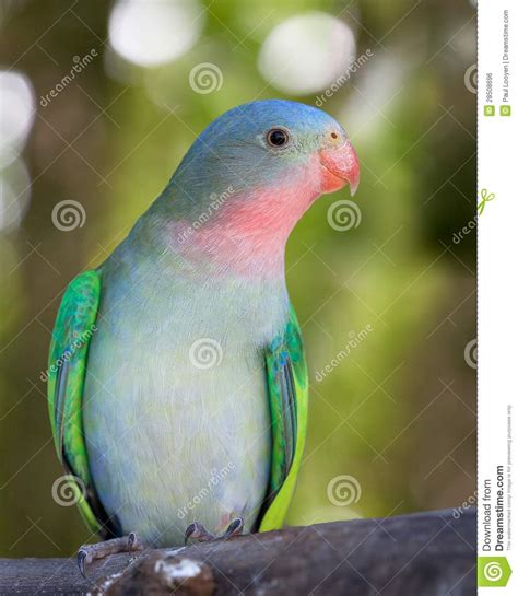Princess Parakeet Stock Photo Image Of Looking Beautiful 28508696