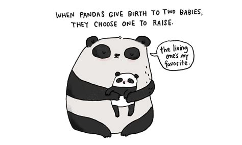 Baby Panda Facts