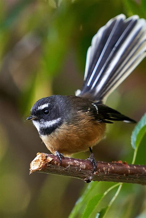 A New Zealand Pīwakawaka Fantail That Came To Visit Us Yesterday Has