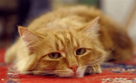 Pandora Syndrome In Cats Indoor Cat Behavior