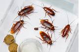 The American Cockroach Pictures
