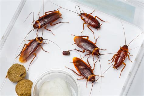 To effectively manage a serious cockroach infestation, you must correctly identify the. What Do Cockroaches Eat and Where Do They Live When There ...