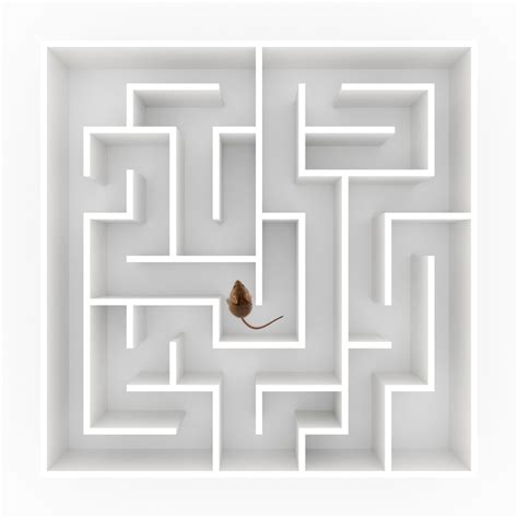 How To Build A Better Mouse Maze Discover Magazine