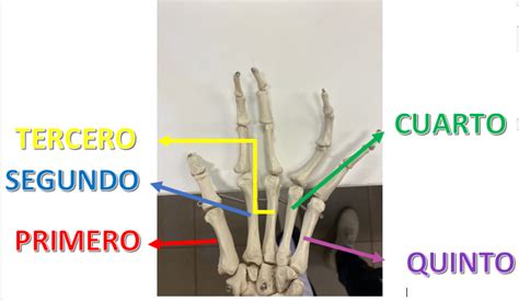 Anatomia Funcional Huesos Del Metacarpo