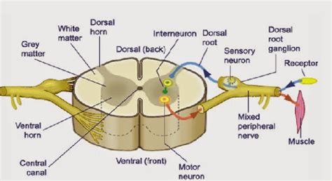 Struktur Dan Fungsi Sumsum Tulang Belakang Medula Spinalis Biologi