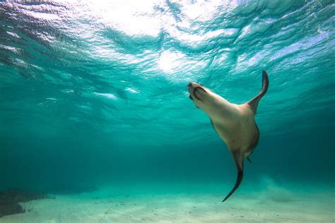 A Western Australian Sea Lion Whizzing By They Colonize Island Off The