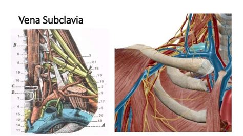 Anatomía Arteria Subclavia Origen Trayecto Relaciones Porciones