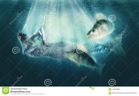 Mermaid In Fishing Nets Underwater Stock Photo Image Of Nature