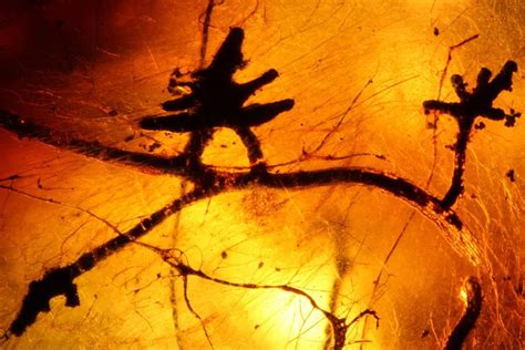 Ancient Fungi Plant Duo Discovered In Amber Live Science