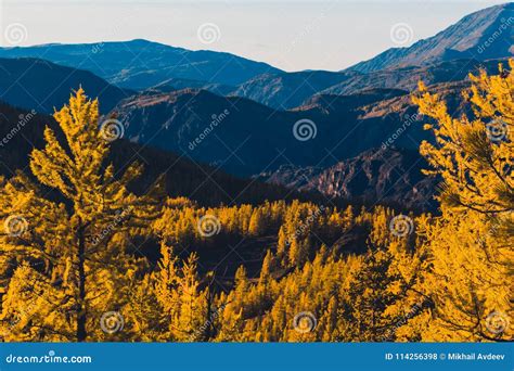 Bright Yellow Larch Trees In The Mountain Valley Stock Photo Image