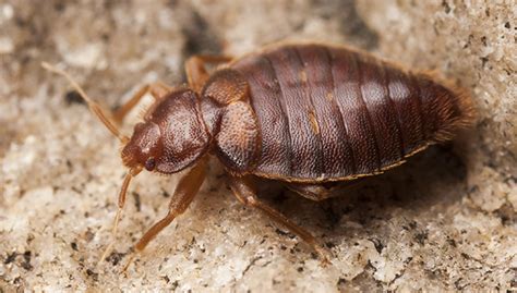 The 100 bed bugs will become 425 bed bugs in 16 weeks, and finally, those 425 bed bugs will become an infestation of over 13,000 in just 6 months! Tucson Bed Bug Heater Rental - Best Bed Bug Treatment