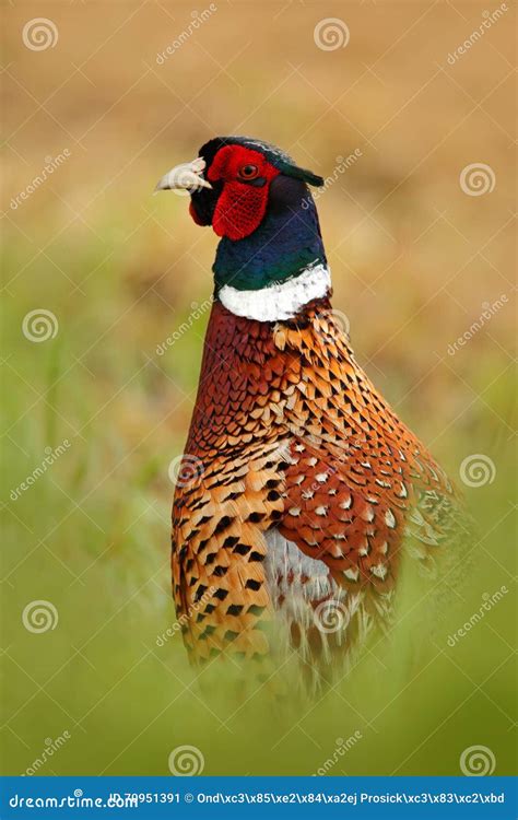 Common Pheasant Hidden Portrait Bird With Long Tail On The Green