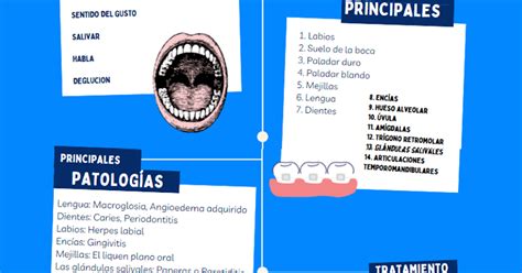Fase Infograf A Sobre Los Principales Componentes De La Cavidad Oral