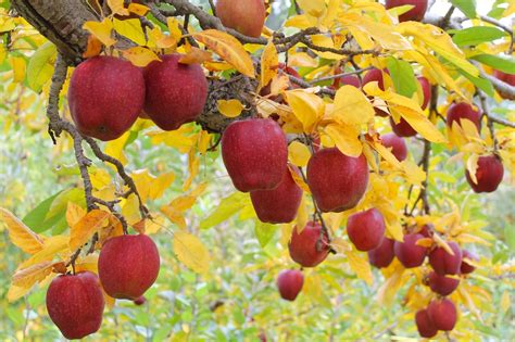 Find out how many years it takes your fruit trees to bear fruit. The King's Corner: Bearing Fruit: Fruits of the Holy Spirit