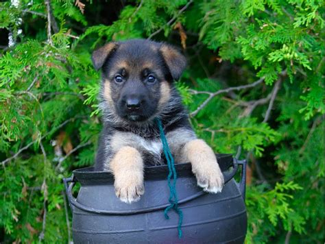 Top 11 Best German Shepherd Breeders In Maine Me