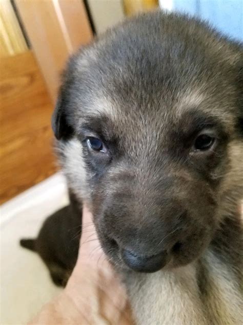 Our Snowcloud German Shepherd Puppies Are Three Weeks Old Reserve Now