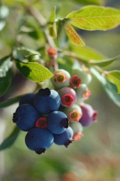 What Plants Can Be Planted Near A Blueberry Bush