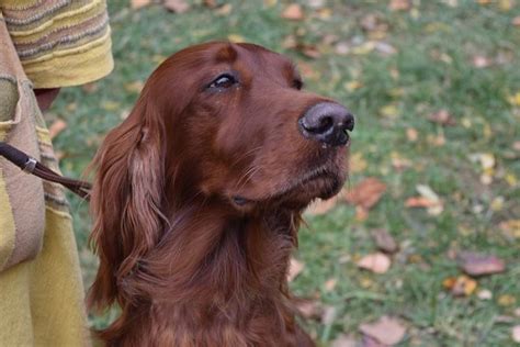 Irish Setter Information And Dog Breed Facts