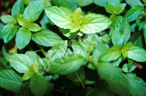 Peppermint Seeds Eden Seeds