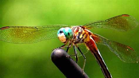 With more than nbdrawing coloring pages dragonfly, you can have fun and relax by coloring drawings to suit all tastes. What Color Is a Dragonfly? | Reference.com