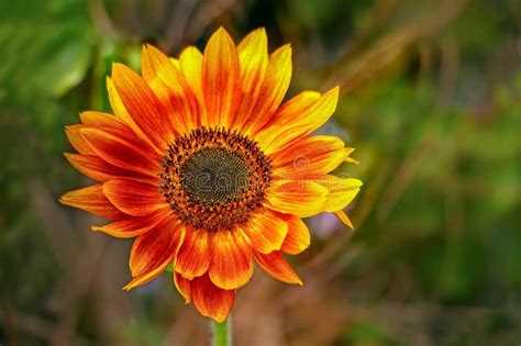 Vibrant Sunny Sunflower Under The Sun Stock Image Image Of Beatuiful