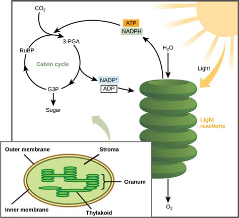 Photosynthesis is a series of reactions that form glucose and other carbohydrates. The Calvin Cycle | Biology I