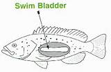 Images of Swim Bladder