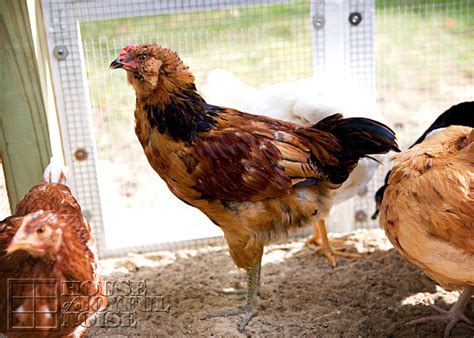 Eggs usually come in shades of blue and green. Goodbye, Boston. | The Sad Re-Homing of a Super Cool ...