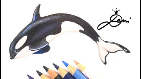 Dazu noch berichte über unsere ausflüge durch die wälder und an den strand des puget sound. Wal zeichnen 🐳Schwertwal malen 🐳 How to draw an Orca 🐳как ...