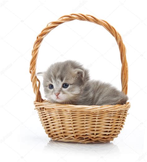 Download Small Cute Kitten Sitting In A Basket Close Up — Stock