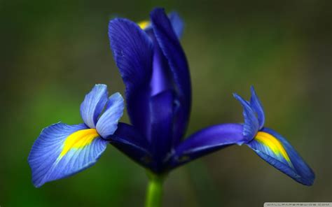 Blue Iris Wallpapers Top Free Blue Iris Backgrounds Wallpaperaccess