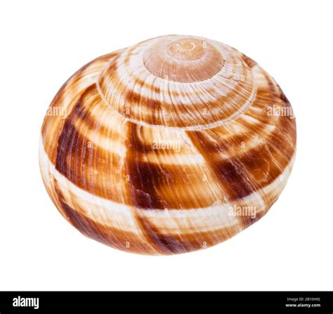 Single Shell Of Burgundy Snail Isolated On White Background Stock Photo