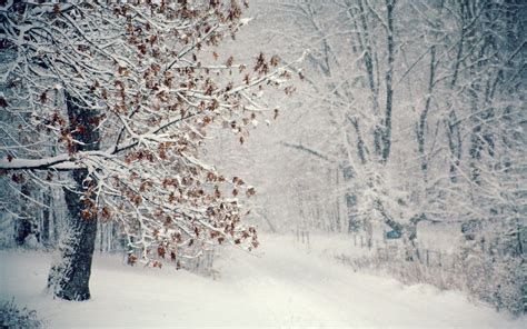 Winter Snow Wallpaper 1920x1200