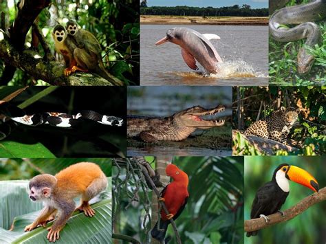 Bosque Humedo Tropical Fauna Actualizado Abril