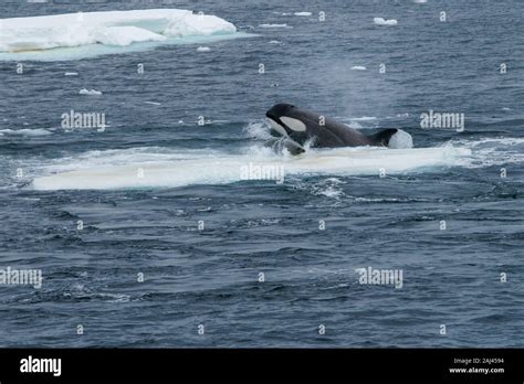A Crabeater seal slides up on an ice floe to avoid being caught and