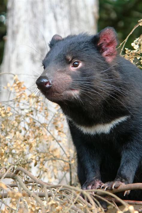 Top 10 Most Dangerous Animals In Australia Slide Share