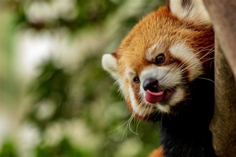 Red Panda Conservation In Nepal Can Be Key To Ecotourism In The High
