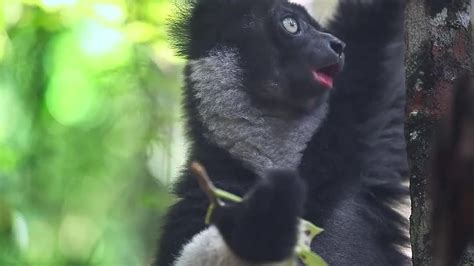 Animal Planets Instagram Profile Post The Indri Is One Of The