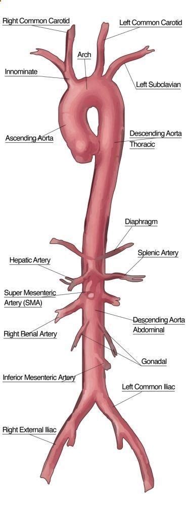 The Aorta And Its Branches Medical Knowledge Medical Med School