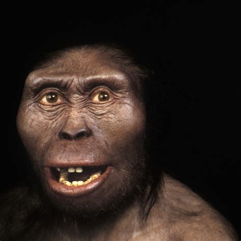 Lucy Australopithecus Reconstruction
