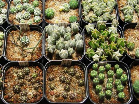 Both are native to south africa where they grow on the ground along with other vegetation as ground cover. Techniques of Cacti and Succulent Propagation: Propagation ...
