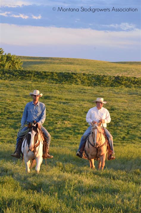 Montana Cowboys At Wang Ranch Branding ~ Montana Stockgrowers