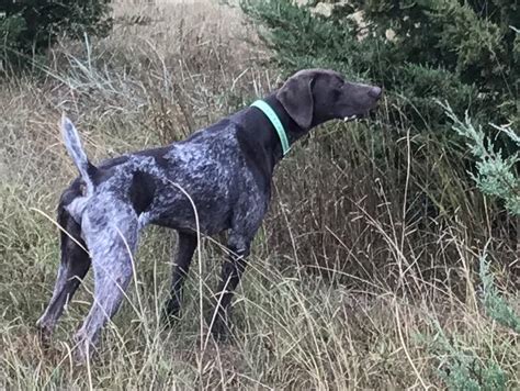 We did not find results for: LIVER ROAN MALE GERMAN SHORTHAIR