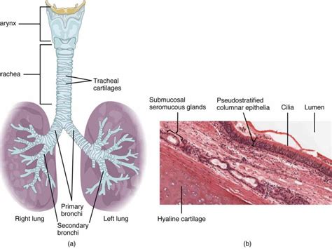Mai The Conducting Passageways Of Respiratory System Nasal Cavity