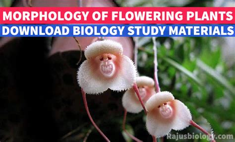 Pdf Morphology Of Flowering Plants Biology Study Material Rajus Biology