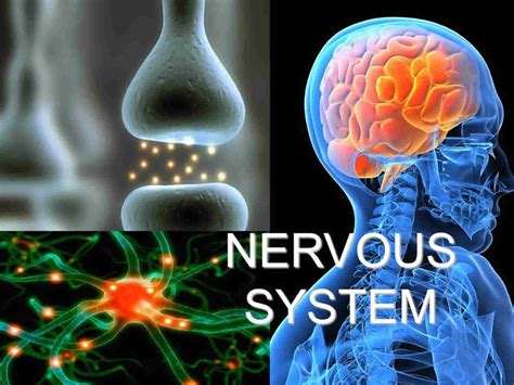 Neurological Disorders Causes Symptoms Diagnosis And Treatment