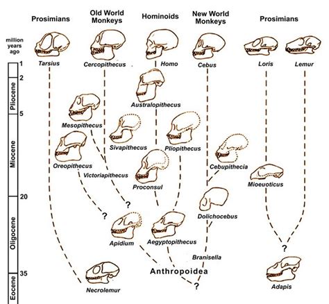 Primate Evolution Chart 2