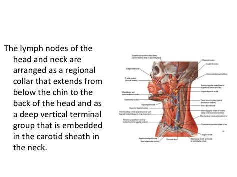 Lymphatics Of The Head And Neck
